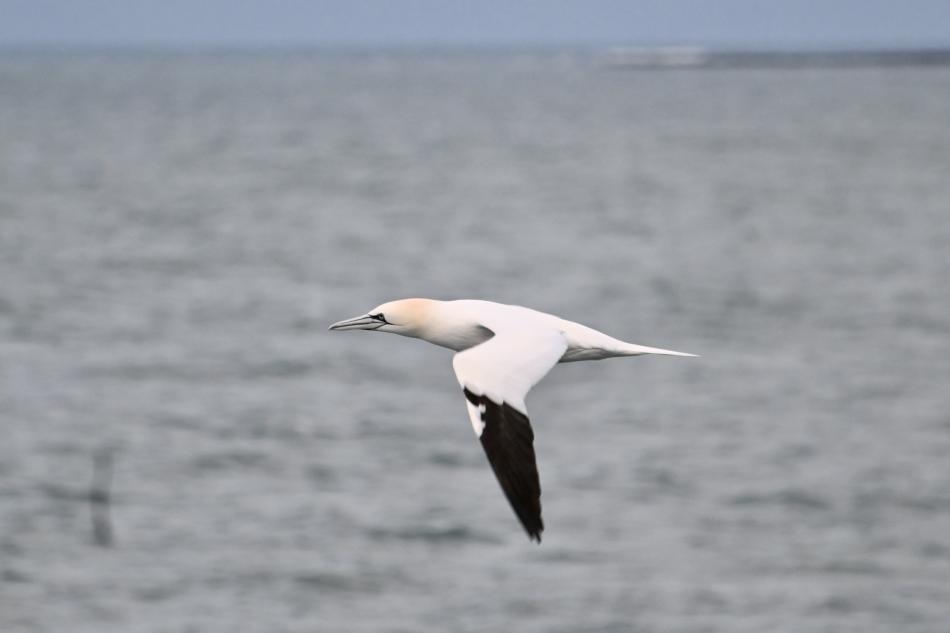 northern gannet