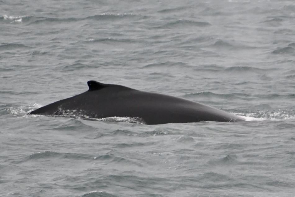 humpback whale dorsal fin