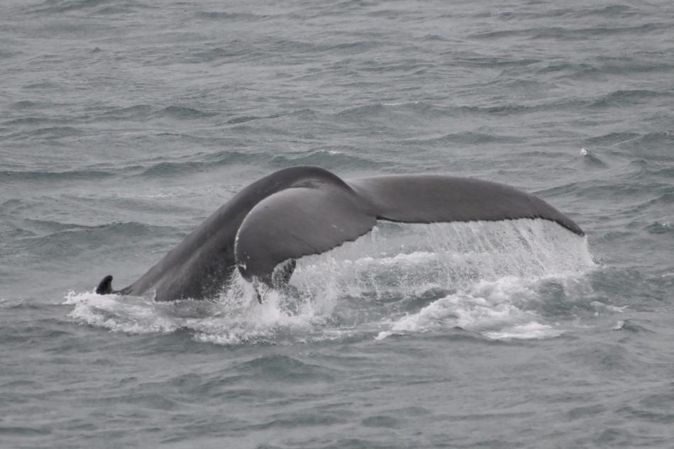 humpback whale fluke