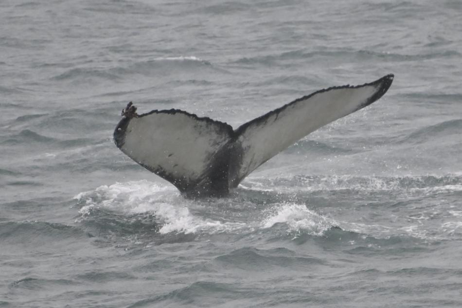 humpback whale fluke