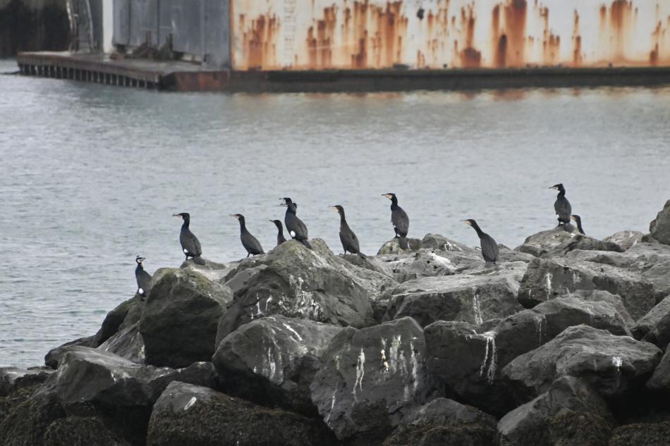 cormorants sitting on rocks by the harbour