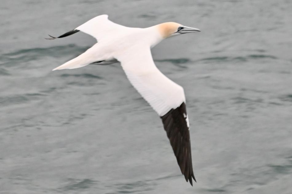 northern gannet
