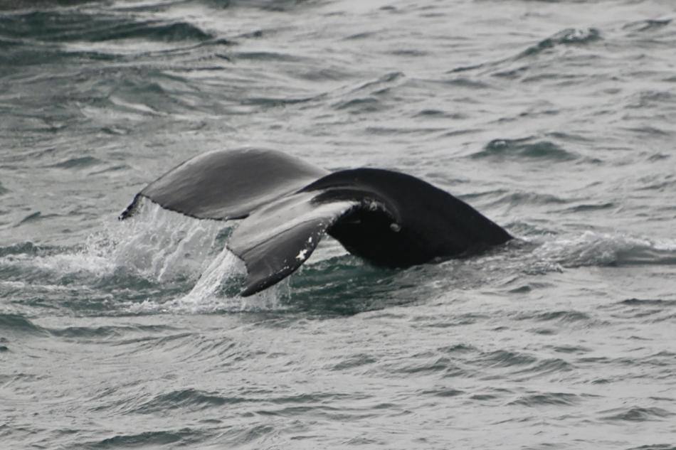 humpback whale fluke