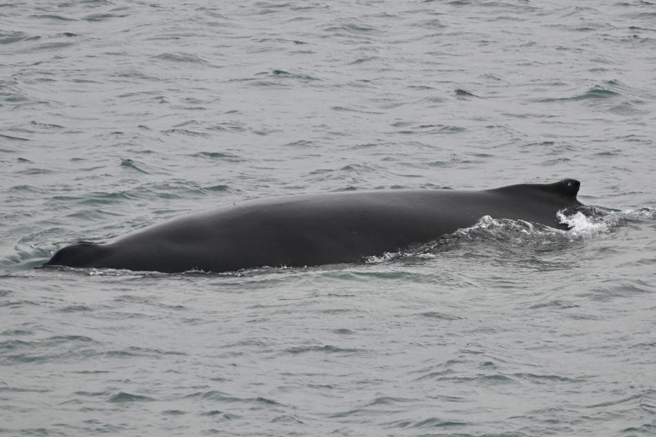 humpback whale dorsal fin