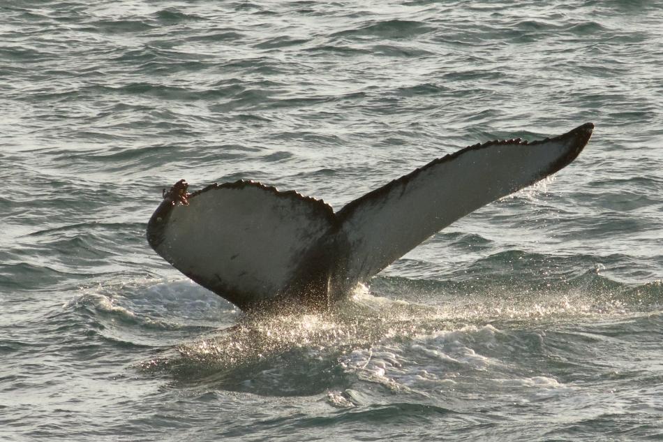 humpback whale fluke