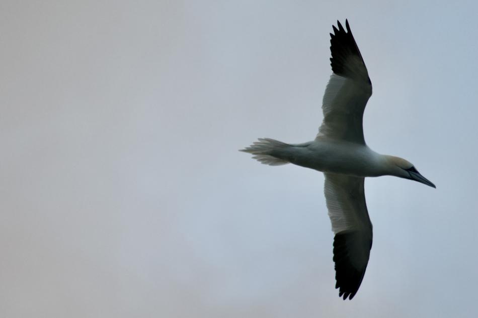 northern gannet in flight