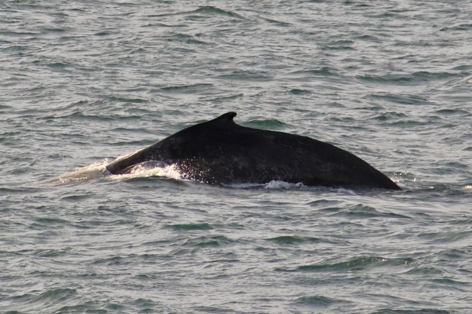 humpback whale