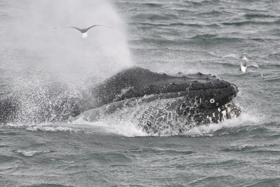 lunge feeding humpback whale