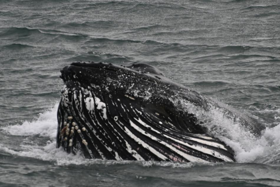 lunge feeding humpback whale