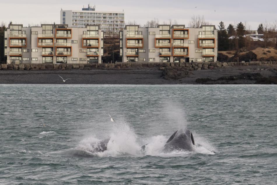 lunge feeding humpback whales near land