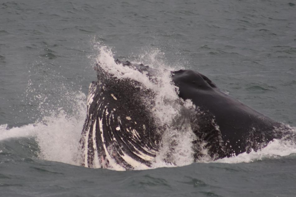 lunge feeding humpback whale