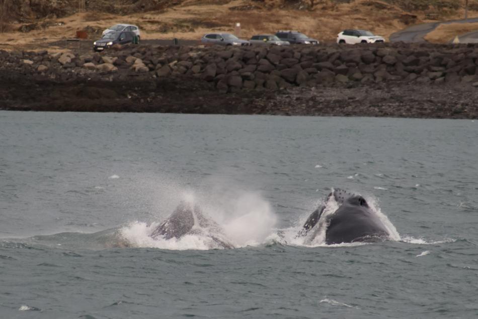 humpback whales lunge feeding