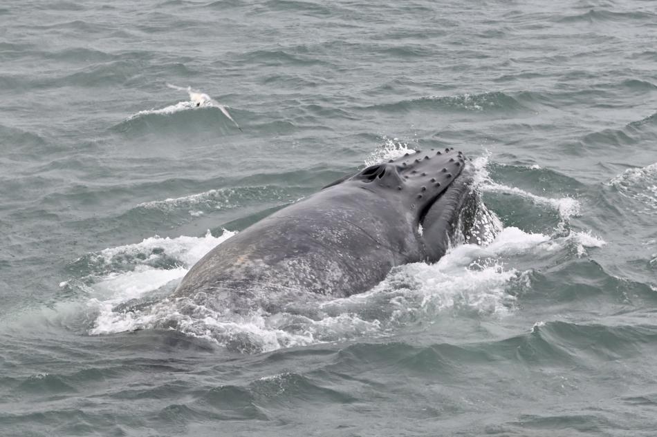 humpback whale lunge feeding