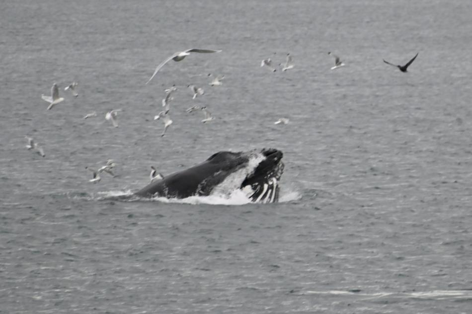 humpback whale lunge feeding
