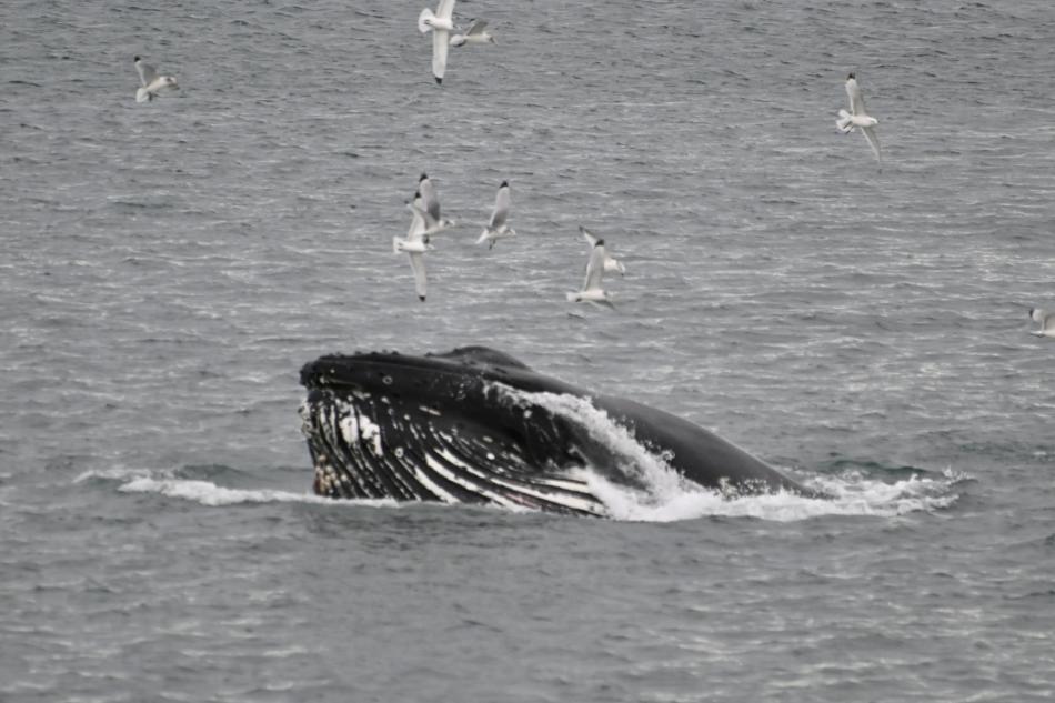 humpback whale lunge feeding