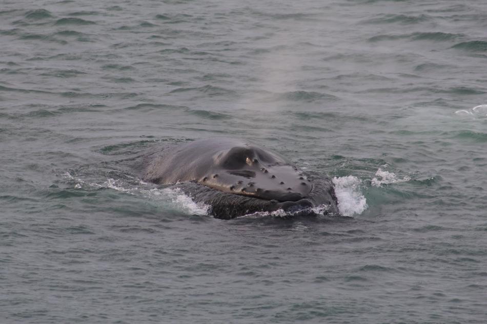 humpback whale surfaces