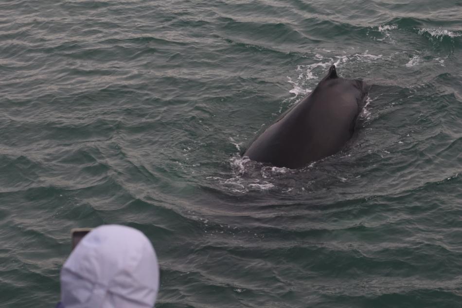 humpback whale surfaces as passenger looks on