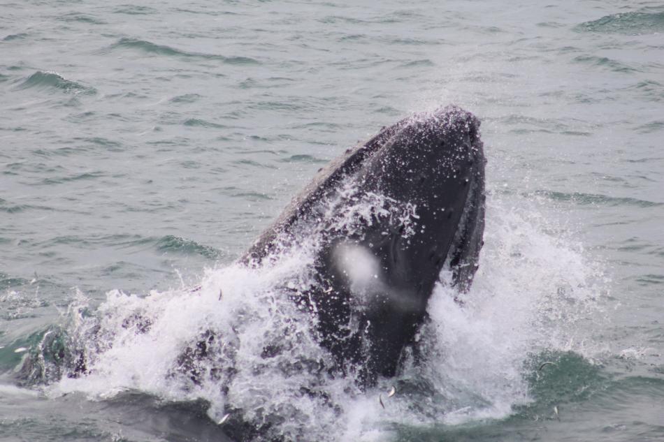 humpback whale lunge feeds