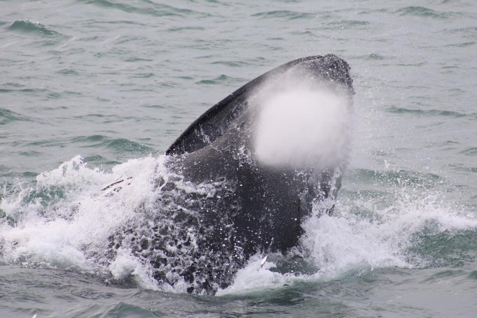 humpback whale lunge feeds