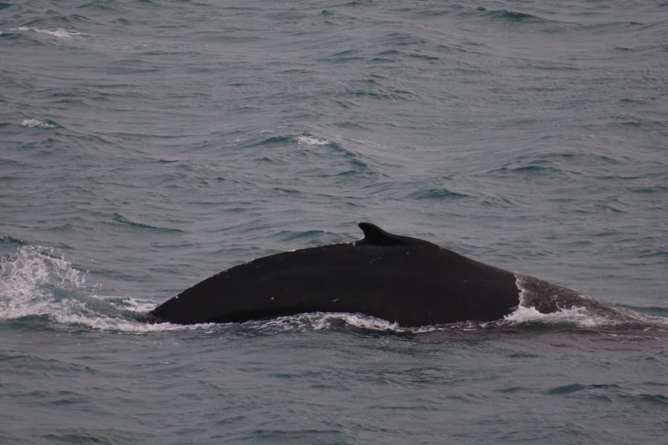 humpback whale surfaces