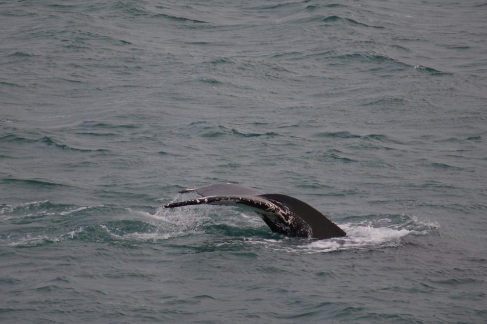 humpback whale tail fluke