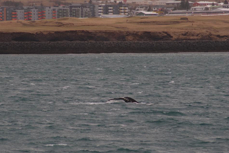 humpback whale surfaces close to land