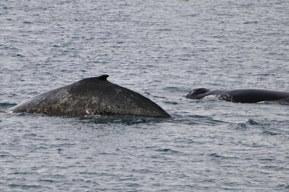 humpback whales
