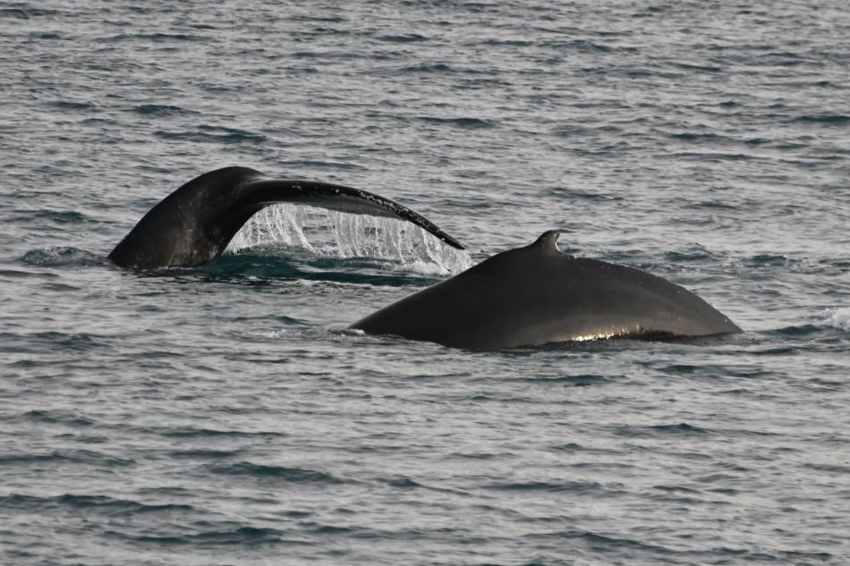 humpback whales