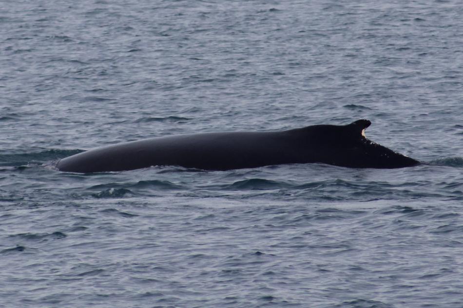 humpback whale surfaces