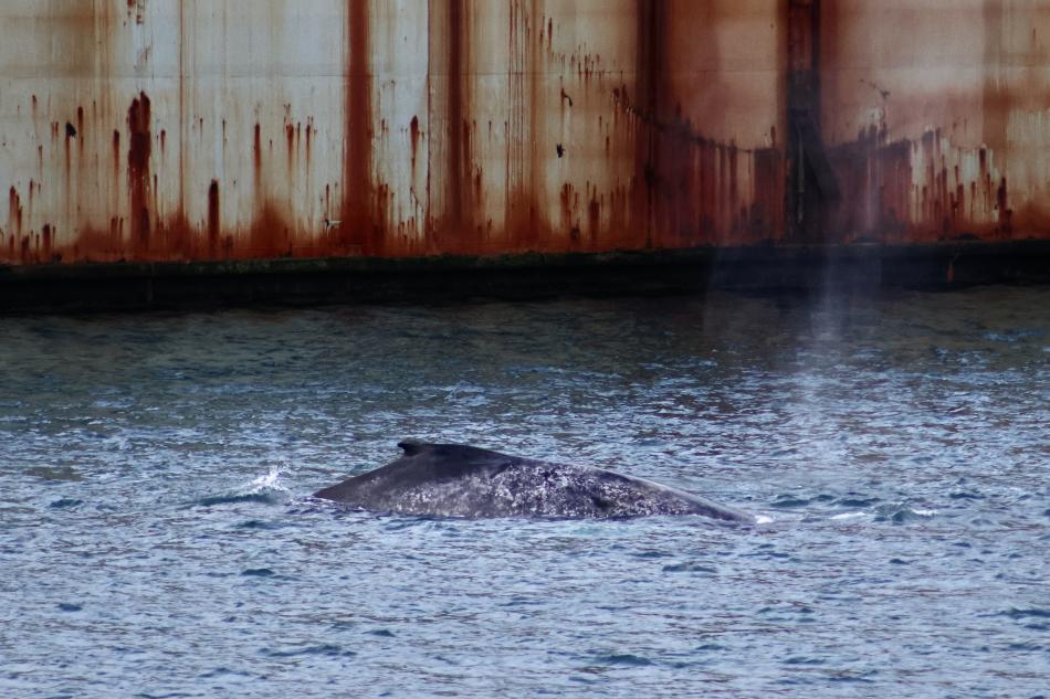 humpback whale near land