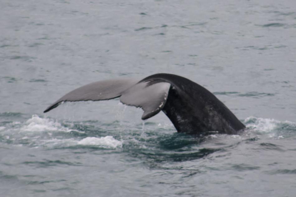 humpback whale fluke