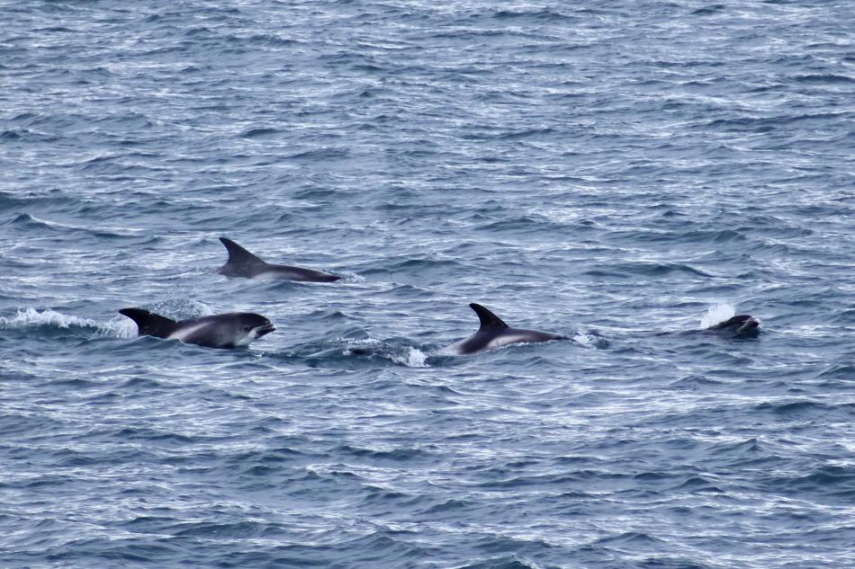 white-beaked dolphins