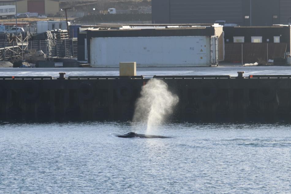 humpback whales at the Hafnarfjörður harbour