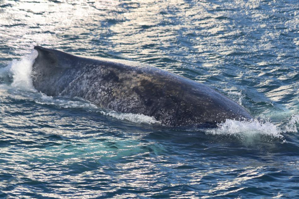 humpback whale up close