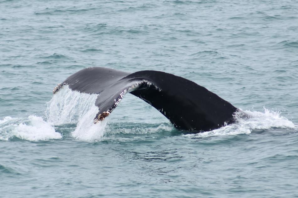 humpback whale fluke