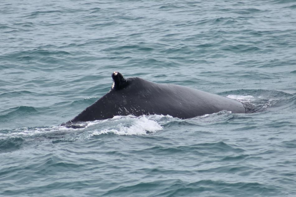 humpback whale dorsal fin