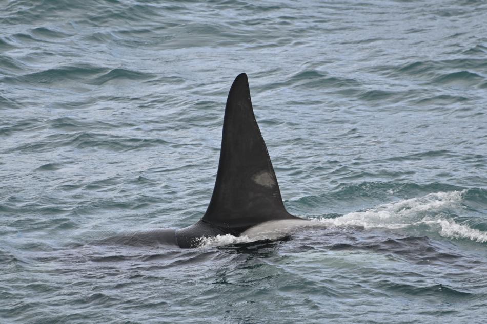 orca male dorsal fin