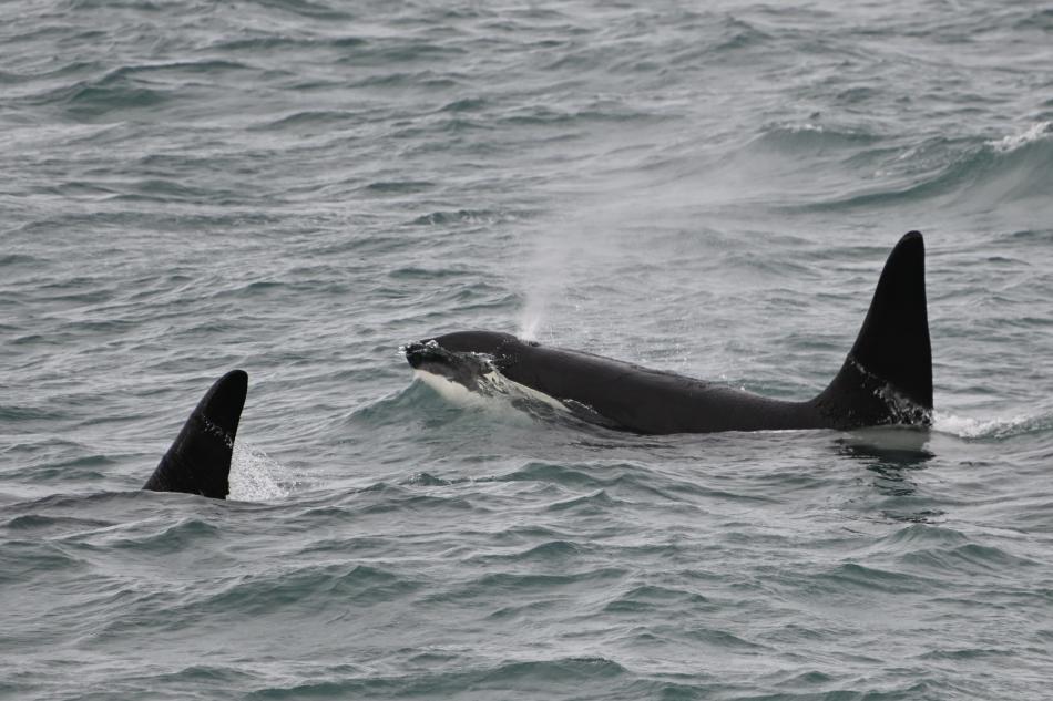 orcas in iceland