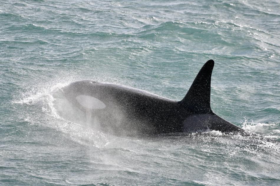 orca in reykjavik