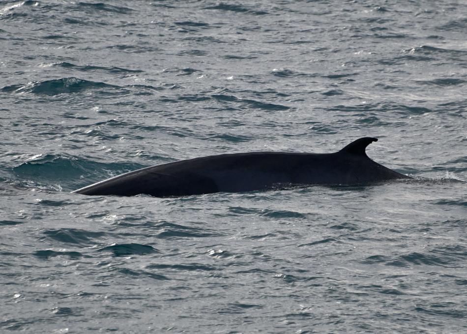 minke whale dorsal fin