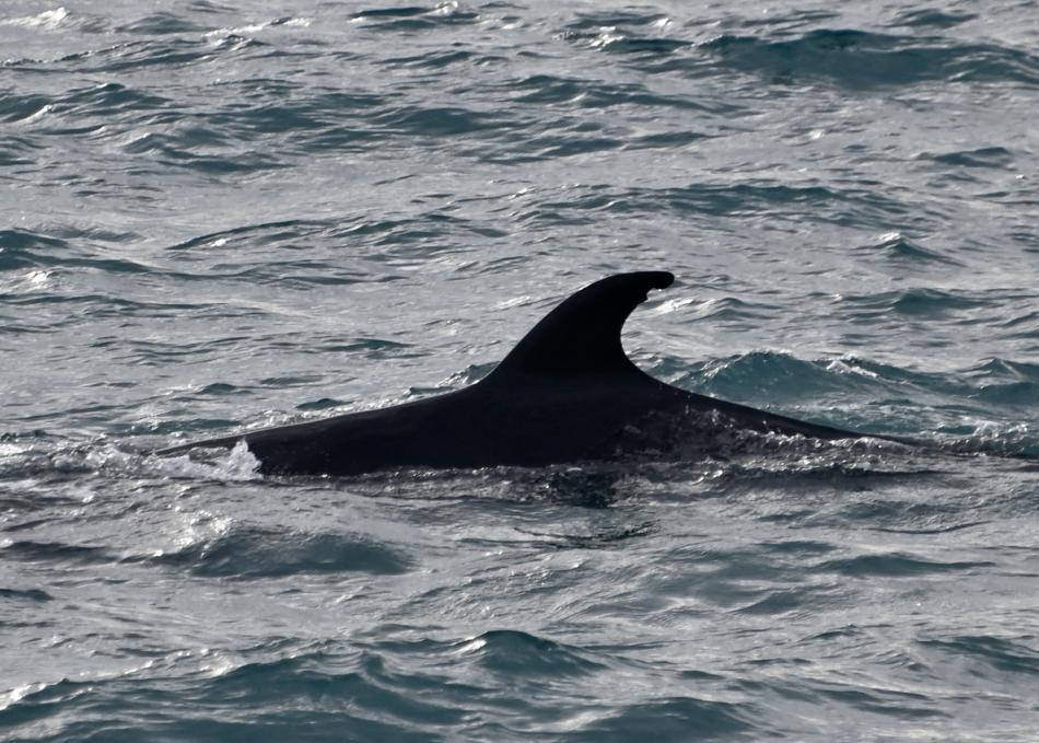 minke whale dorsal fin