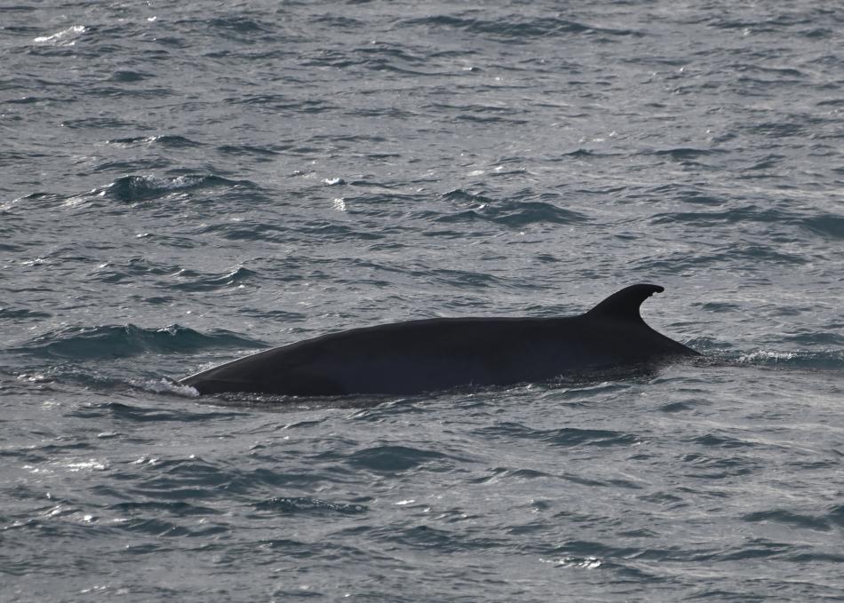 minke whale