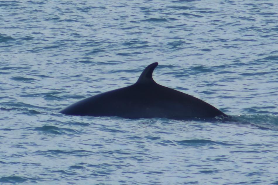 minke whale