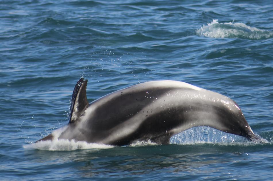 white-beaked dolphin