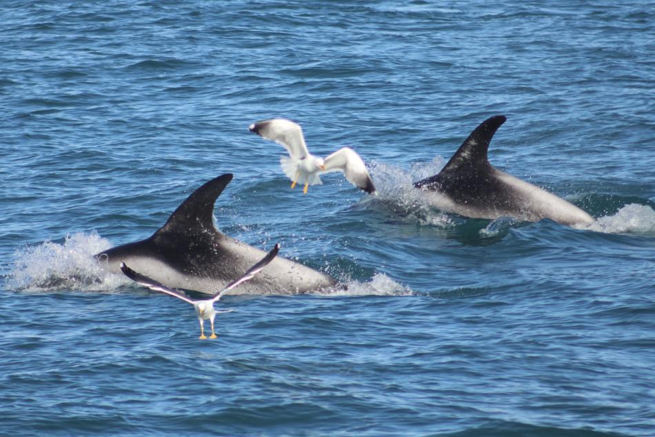 white-beaked dolphins
