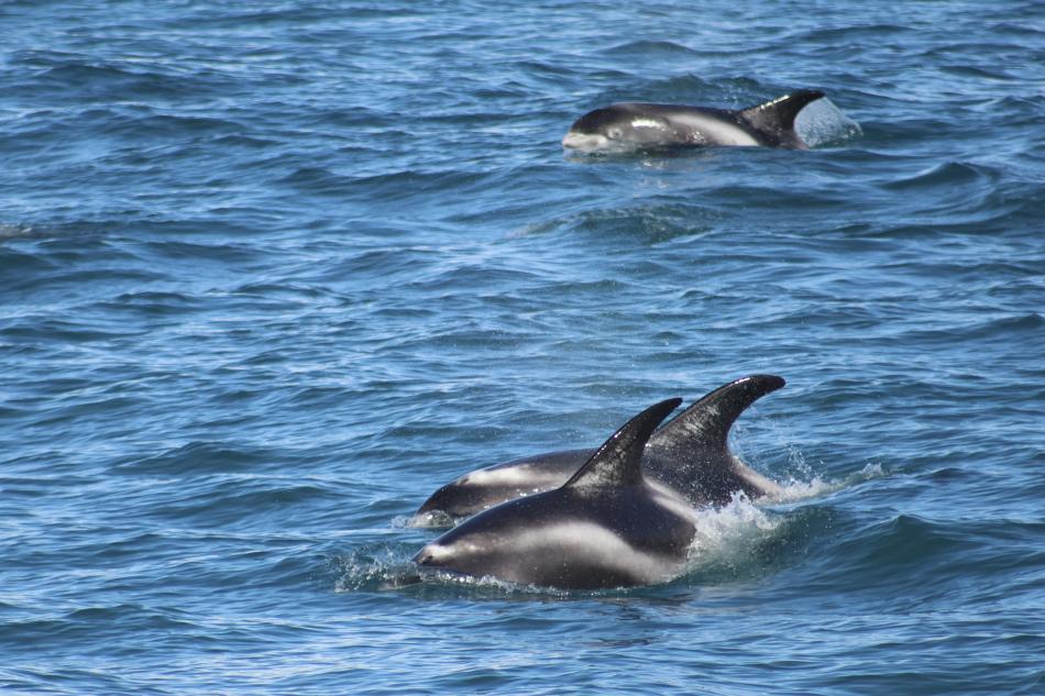 white-beaked dolphins