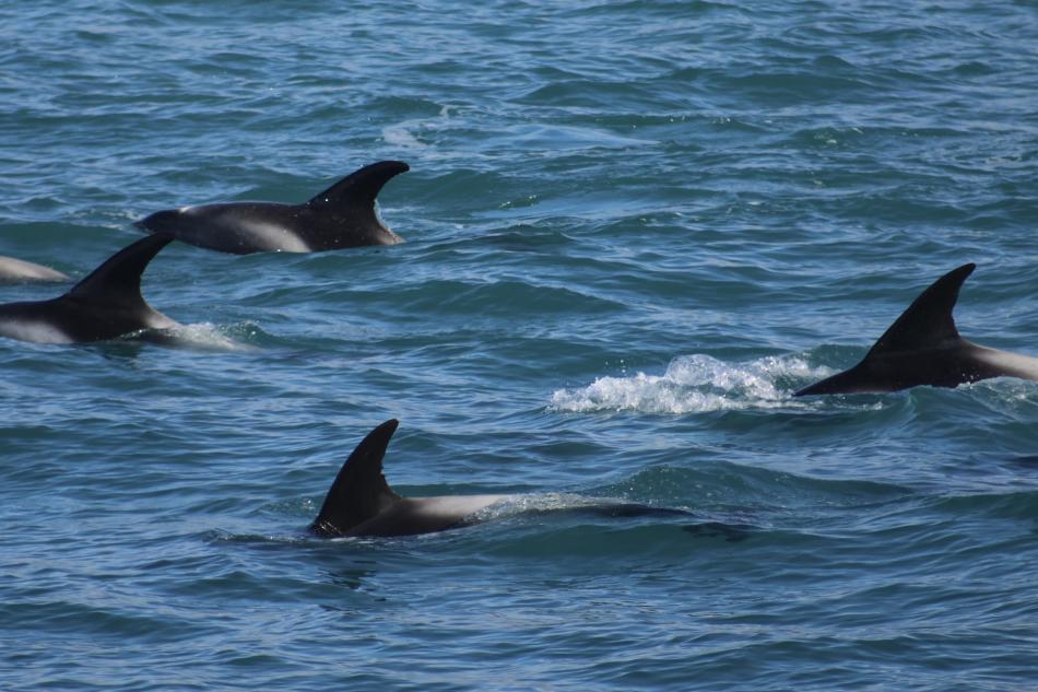 white-beaked dolphins