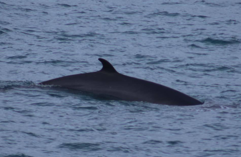 minke whale