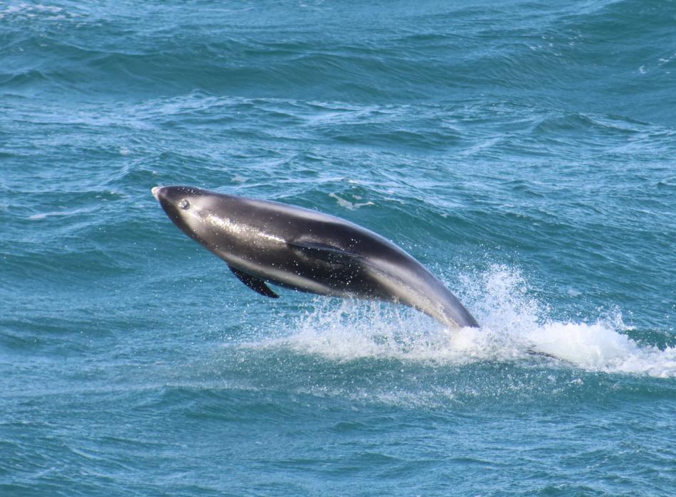 white-beaked dolphin
