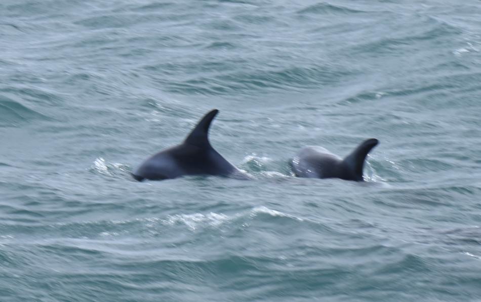 white-beaked dolphins